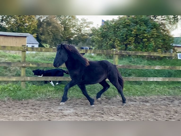 Caballos islandeses Semental 3 años 142 cm Negro in Ehndorf