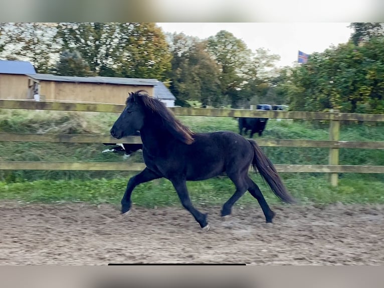 Caballos islandeses Semental 3 años 142 cm Negro in Ehndorf