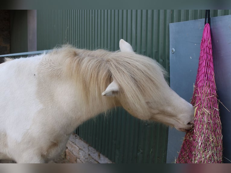 Caballos islandeses Semental 3 años 143 cm Pío in Schrozberg