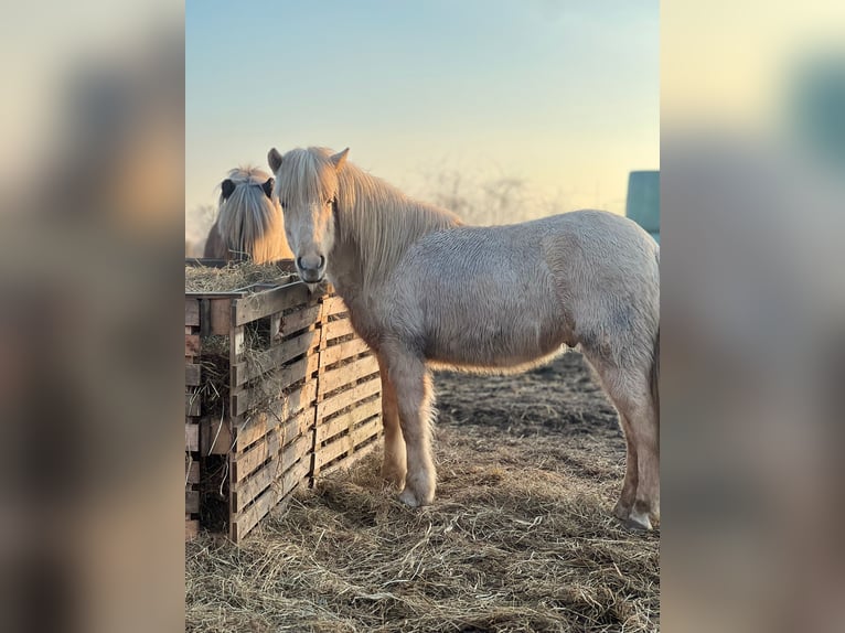 Caballos islandeses Semental 3 años 144 cm  in Bosau