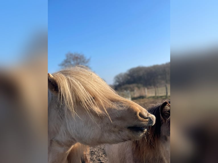 Caballos islandeses Semental 3 años 144 cm  in Bosau