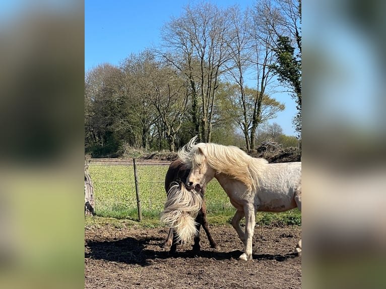 Caballos islandeses Semental 3 años 144 cm  in Bosau