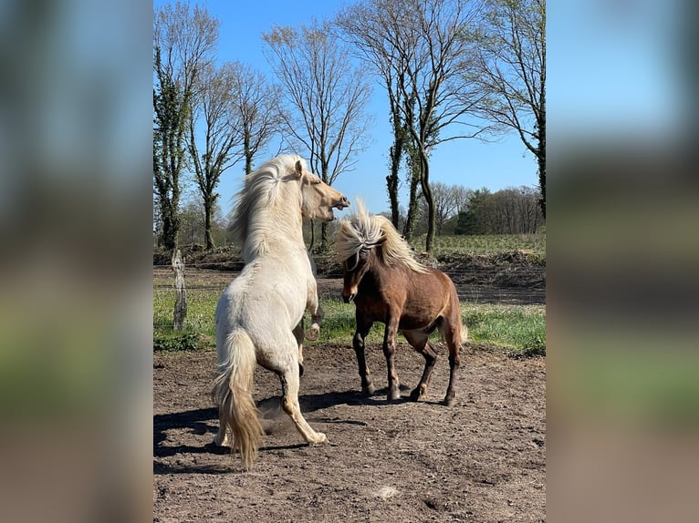 Caballos islandeses Semental 3 años 144 cm  in Bosau