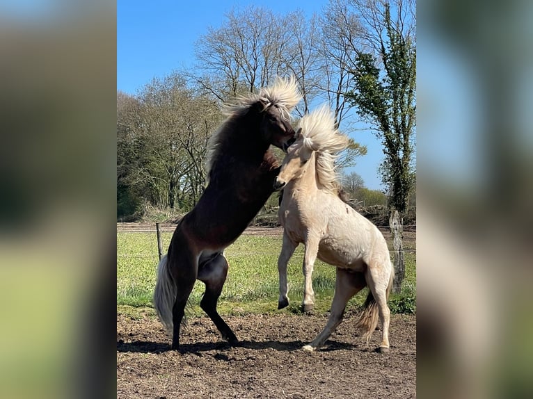 Caballos islandeses Semental 3 años 144 cm  in Bosau