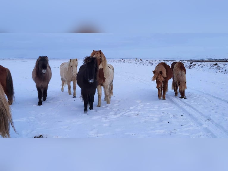 Caballos islandeses Semental 3 años 145 cm Tobiano-todas las-capas in South Iceland