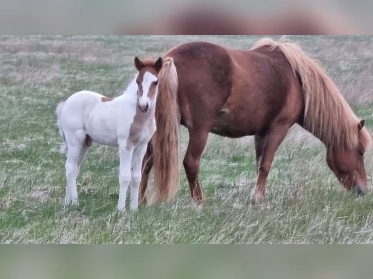 Caballos islandeses Semental 3 años 145 cm Tobiano-todas las-capas in South Iceland