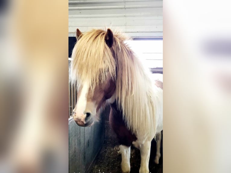 Caballos islandeses Semental 3 años 145 cm Tobiano-todas las-capas in South Iceland