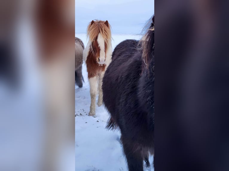 Caballos islandeses Semental 3 años 145 cm Tobiano-todas las-capas in South Iceland