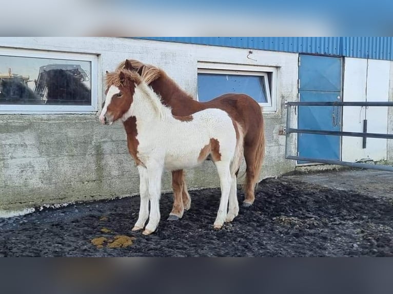 Caballos islandeses Semental 3 años 145 cm Tobiano-todas las-capas in South Iceland