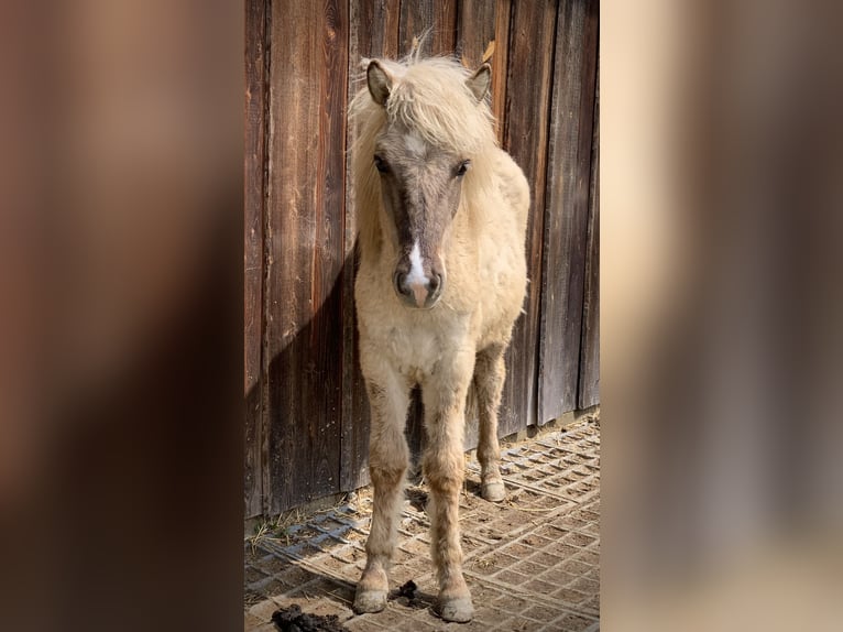 Caballos islandeses Semental 3 años Bayo in Raab