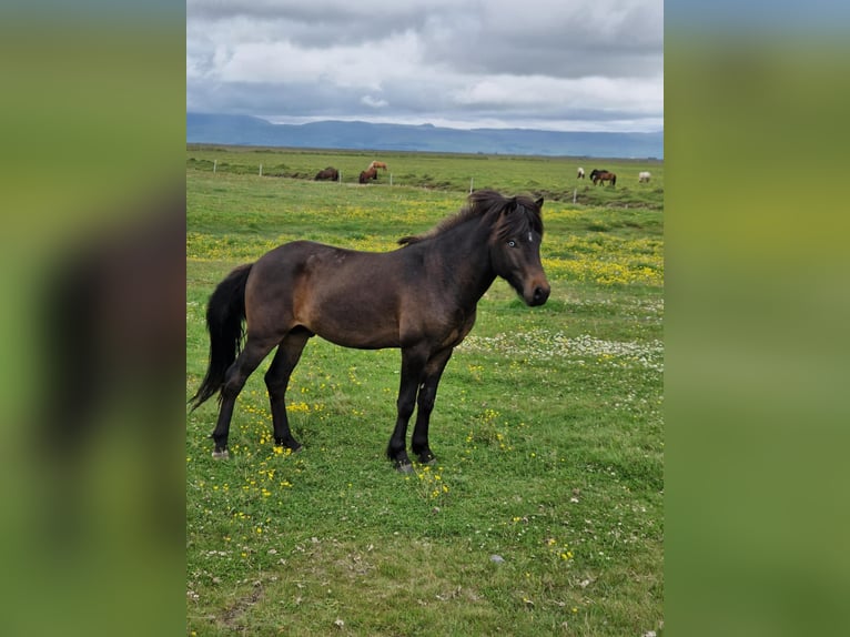 Caballos islandeses Semental 3 años Castaño rojizo in Hvolsvöllur