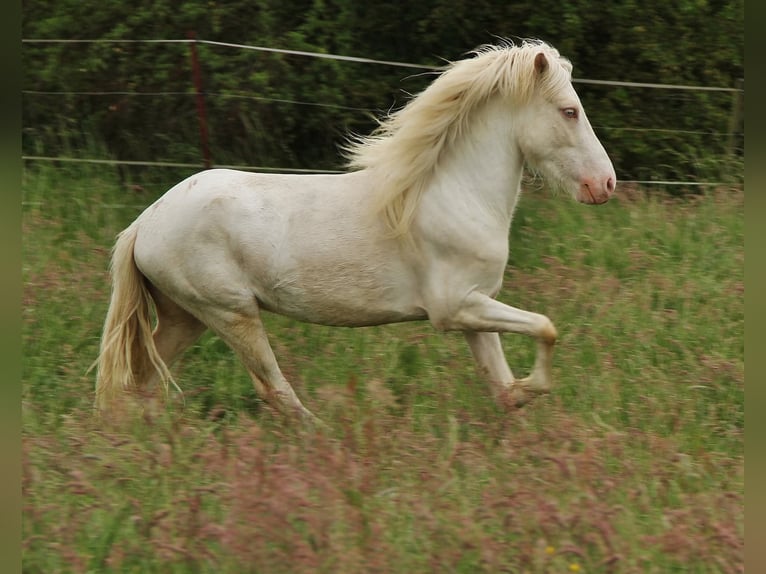 Caballos islandeses Semental 4 años 130 cm Cremello in Saarland