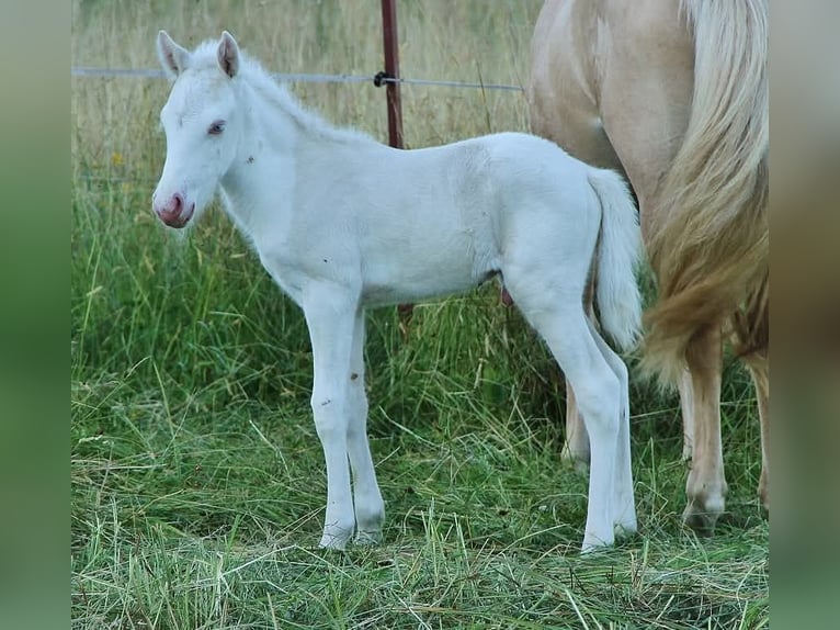 Caballos islandeses Semental 4 años 130 cm Cremello in Saarland