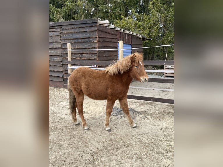 Caballos islandeses Semental 4 años 140 cm Alazán in HermannsburgHermannsburg