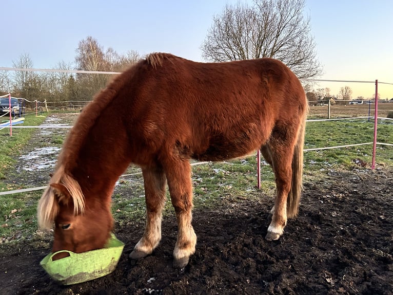 Caballos islandeses Semental 4 años 140 cm Alazán in HermannsburgHermannsburg