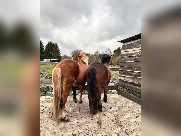 Caballos islandeses Semental 4 años 140 cm Alazán in HermannsburgHermannsburg