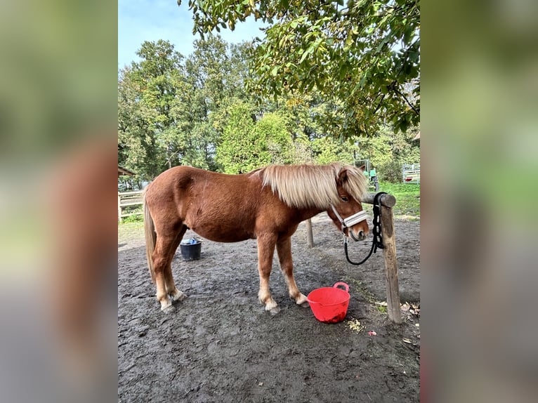 Caballos islandeses Semental 4 años 140 cm Alazán in HermannsburgHermannsburg