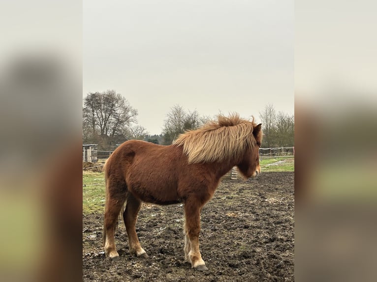 Caballos islandeses Semental 4 años 140 cm Alazán in HermannsburgHermannsburg