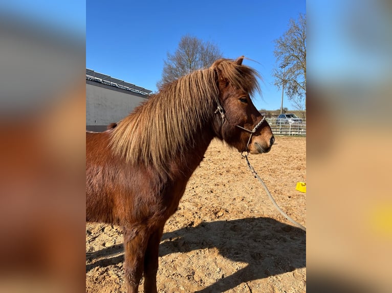 Caballos islandeses Semental 4 años 140 cm Alazán in Wassertrüdingen
