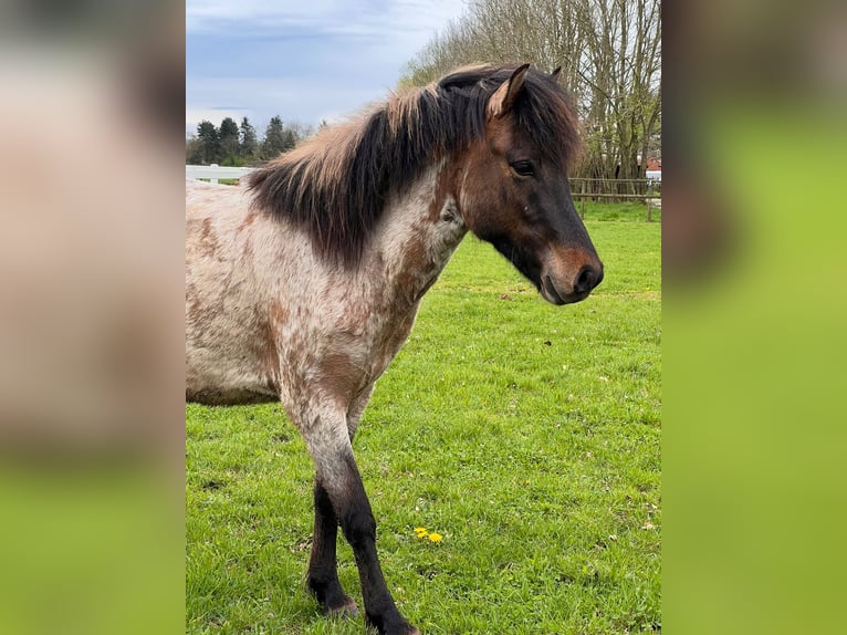 Caballos islandeses Semental 4 años 140 cm Castaño-ruano in Dedendorf