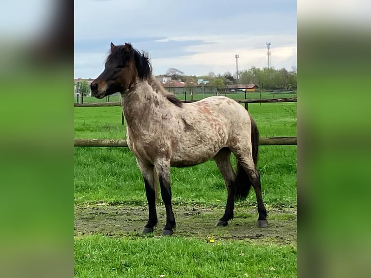 Caballos islandeses Semental 4 años 140 cm Castaño-ruano in Dedendorf