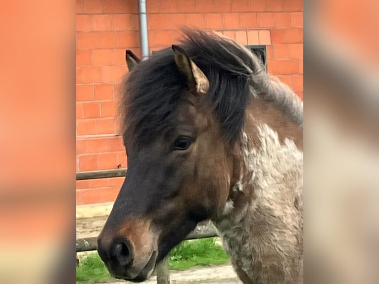 Caballos islandeses Semental 4 años 140 cm Castaño-ruano in Dedendorf