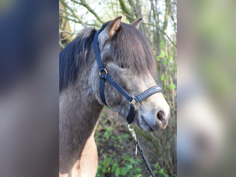 Caballos islandeses Semental 4 años 142 cm in NehmsBlunk