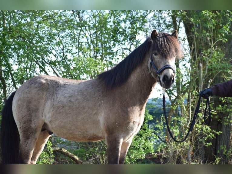 Caballos islandeses Semental 4 años 142 cm in NehmsBlunk