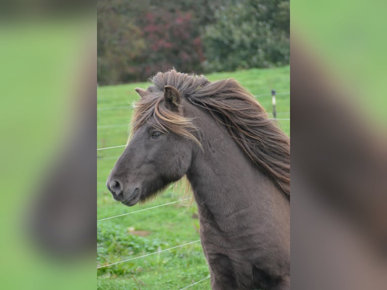 Caballos islandeses Semental 4 años 142 cm Pío in Blunk