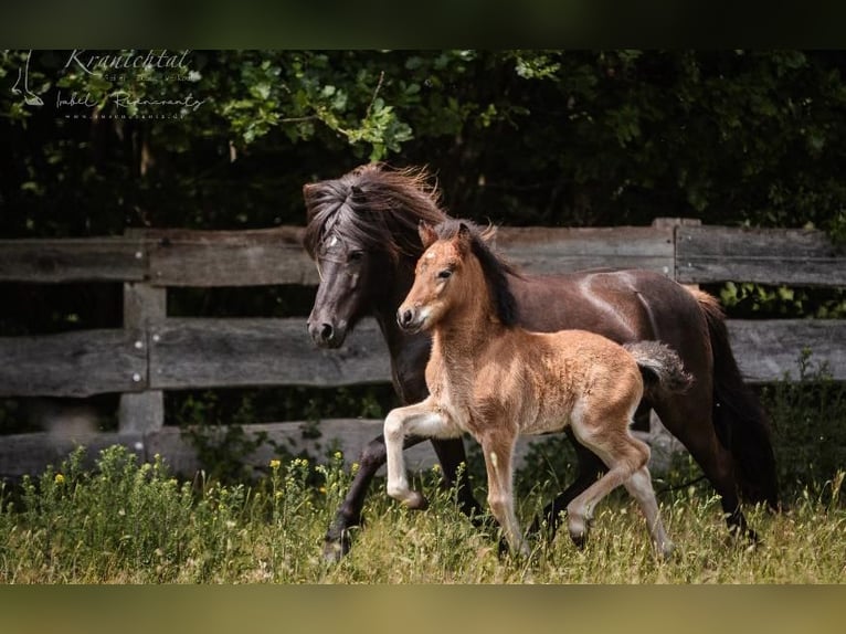 Caballos islandeses Semental 4 años 143 cm Castaño in Lehmrade