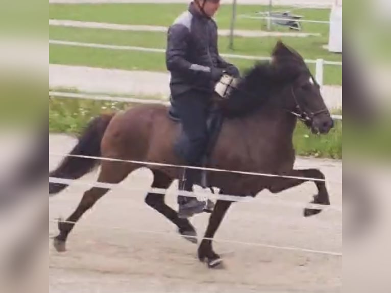 Caballos islandeses Semental 4 años 145 cm Bayo in Bergen (NH)