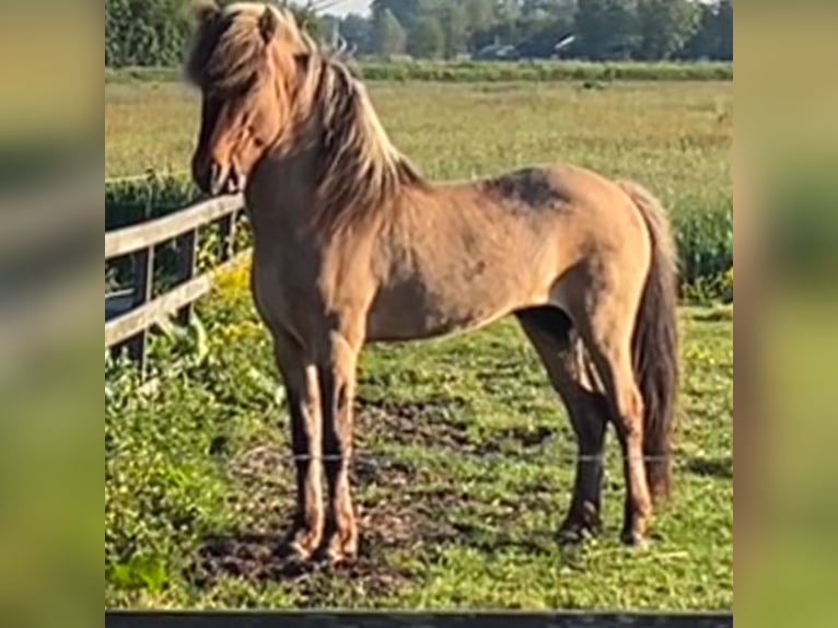 Caballos islandeses Semental 4 años 145 cm Bayo in Bergen (NH)