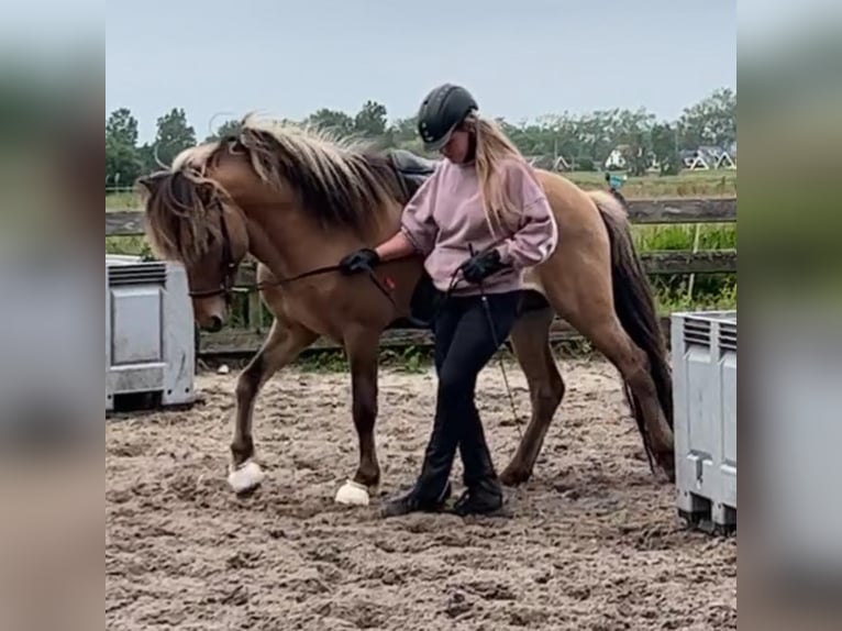 Caballos islandeses Semental 4 años 145 cm Bayo in Bergen (NH)