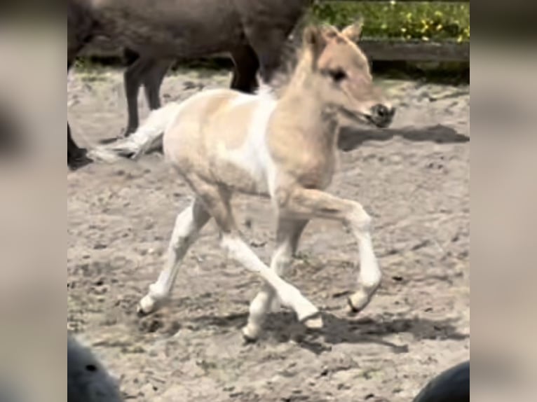 Caballos islandeses Semental 4 años 145 cm Bayo in Bergen (NH)