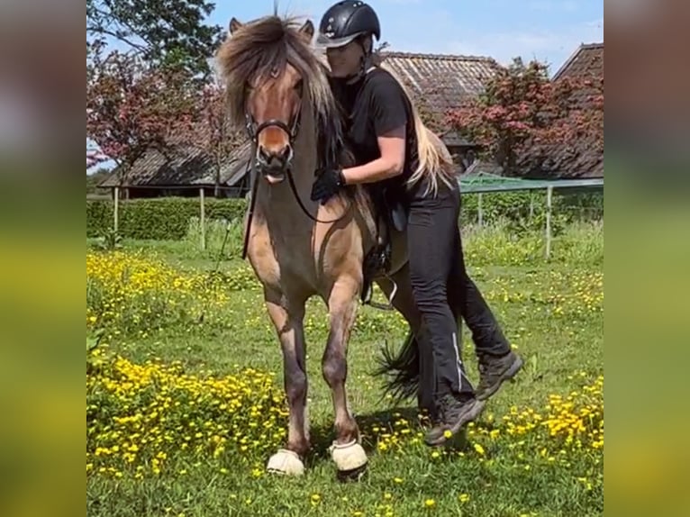 Caballos islandeses Semental 4 años 145 cm Bayo in Bergen (NH)