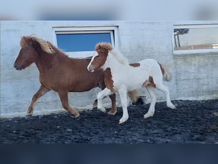 Caballos islandeses Semental 4 años 145 cm Tobiano-todas las-capas in South Iceland