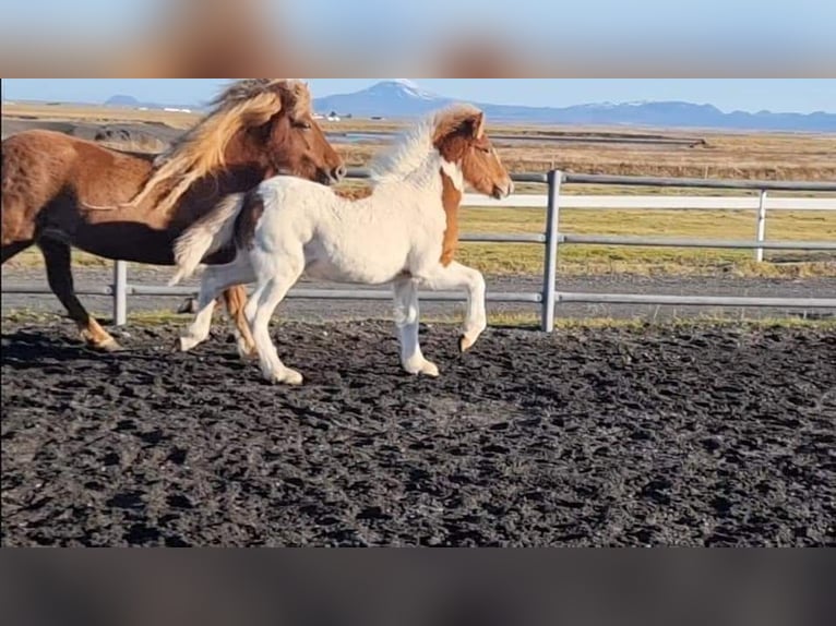 Caballos islandeses Semental 4 años 145 cm Tobiano-todas las-capas in South Iceland