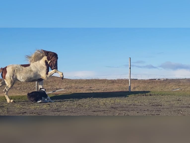 Caballos islandeses Semental 4 años 145 cm Tobiano-todas las-capas in South Iceland