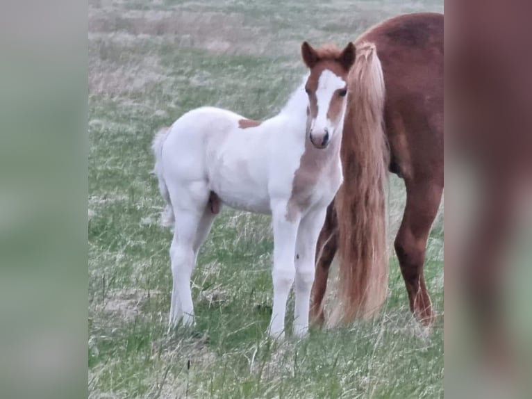 Caballos islandeses Semental 4 años 145 cm Tobiano-todas las-capas in South Iceland