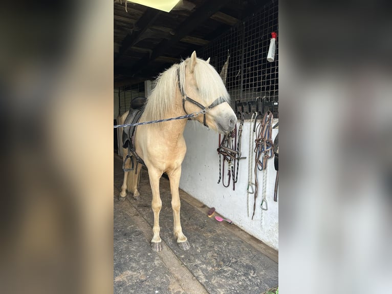 Caballos islandeses Semental 4 años 146 cm Palomino in Wetteren