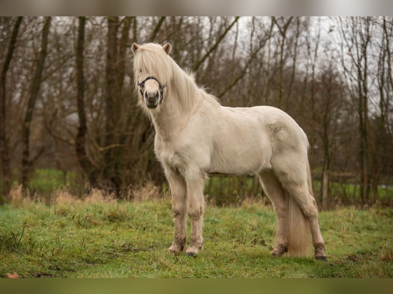 Caballos islandeses Semental 4 años 146 cm Palomino in Wetteren