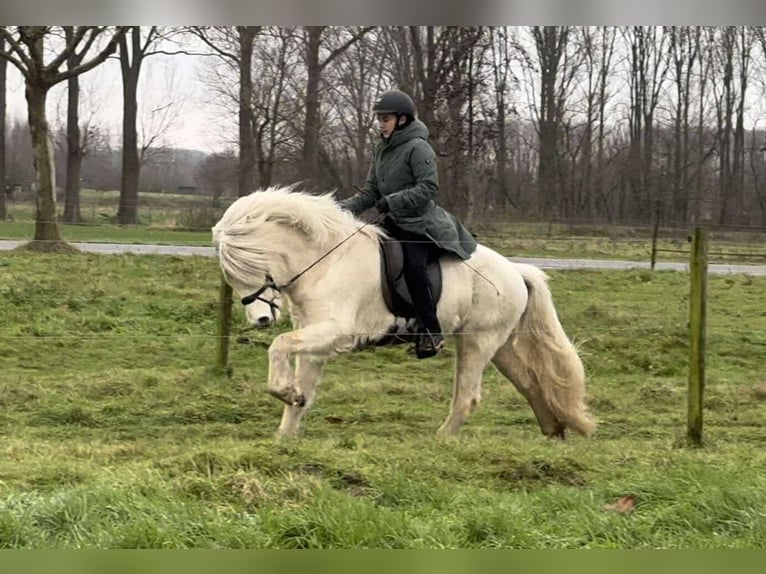 Caballos islandeses Semental 4 años 146 cm Palomino in Wetteren