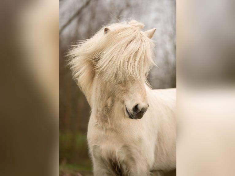 Caballos islandeses Semental 4 años 146 cm Palomino in Wetteren