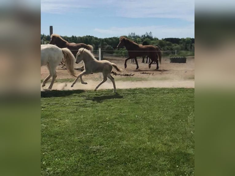 Caballos islandeses Semental 4 años 146 cm Palomino in Wetteren