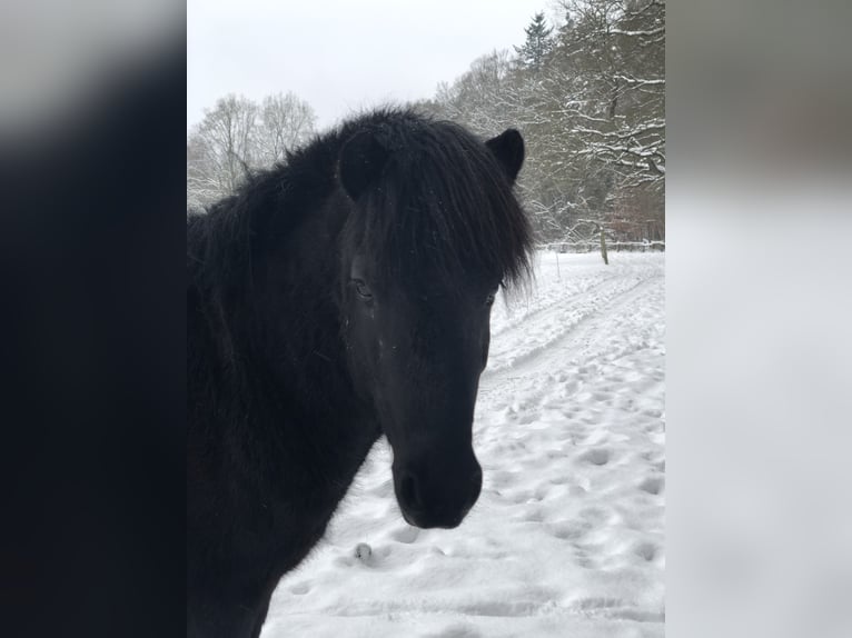 Caballos islandeses Semental 4 años Negro in Nahrendorf