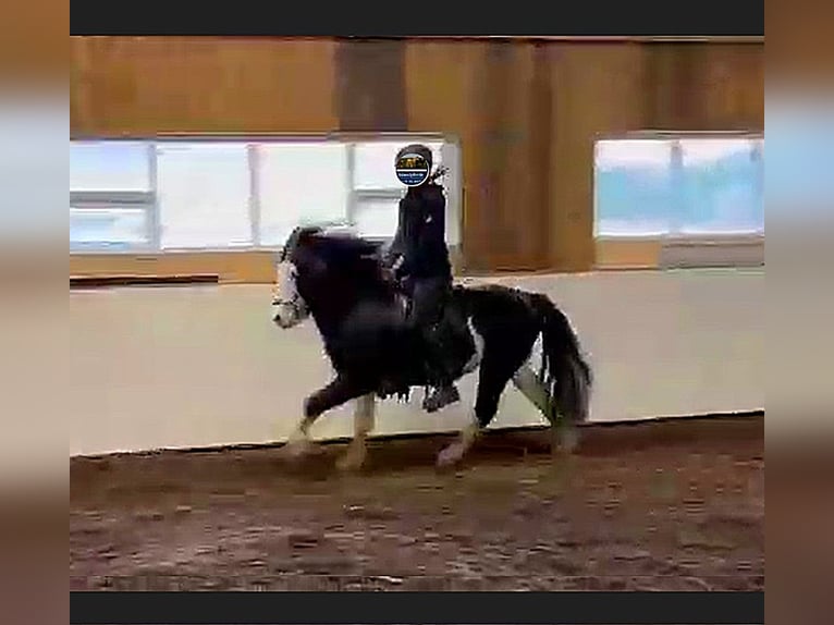 Caballos islandeses Semental 4 años Pío in S&#xFC;d-Island