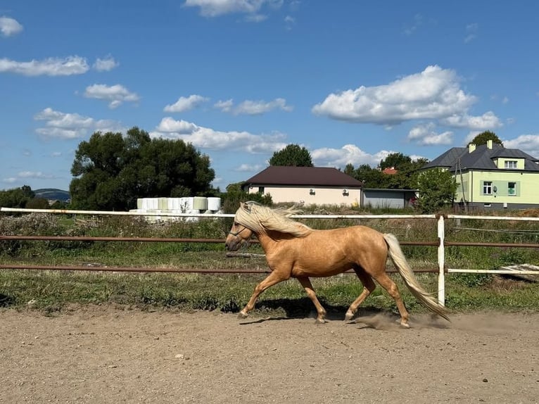 Caballos islandeses Semental 5 años 129 cm Palomino in Jurowce