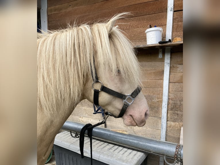 Caballos islandeses Semental 5 años 139 cm Perlino in Lyss