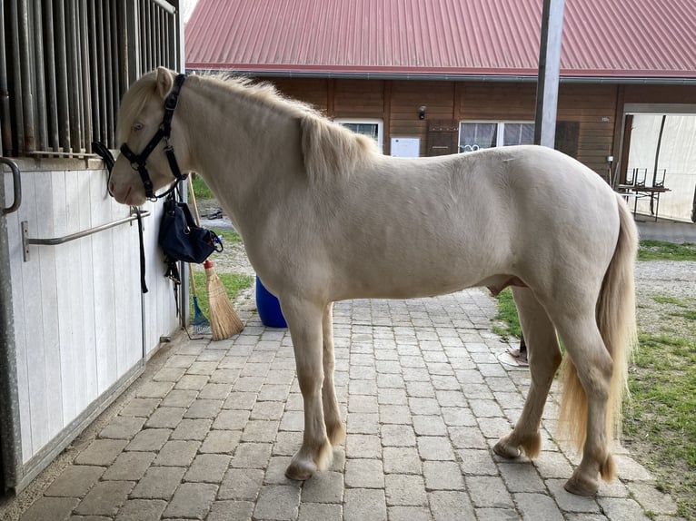 Caballos islandeses Semental 5 años 139 cm Perlino in Lyss