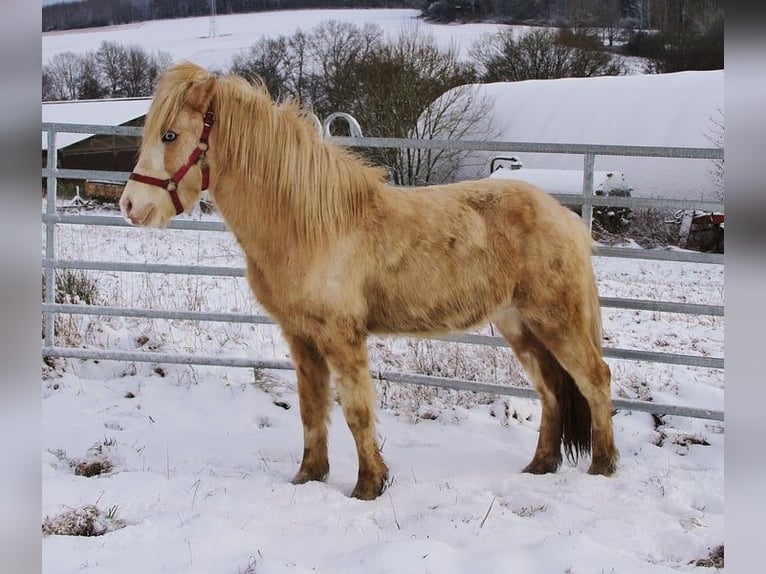 Caballos islandeses Semental 5 años 141 cm Palomino in Saarland